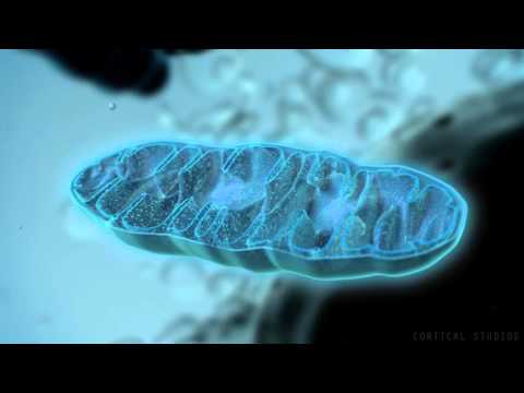 Mitochondrion Hakkında Bilgiler