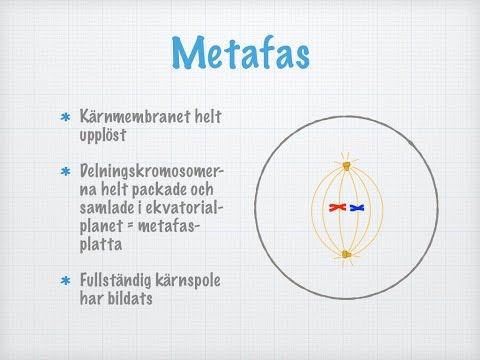 Mitos Hakkında Bilgiler