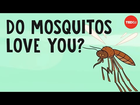 Mosquitos Hakkında Bilgiler