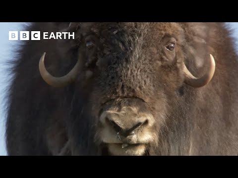 Musk Ox Hakkında Bilgiler